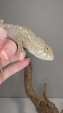 Load and play video in Gallery viewer, Video of Friendly female Ambilobe Panther Chameleon perched naturally
