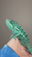 Load and play video in Gallery viewer, Video of a young male Nosy Be Panther Chameleon showing developing sky-blue, aqua, and teal coloration, calm and healthy, available from FramsChams
