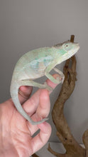 Load and play video in Gallery viewer, Rainbow Skittles Panther Chameleon (Aslan × Flash) showing calm behavior and vivid colors
