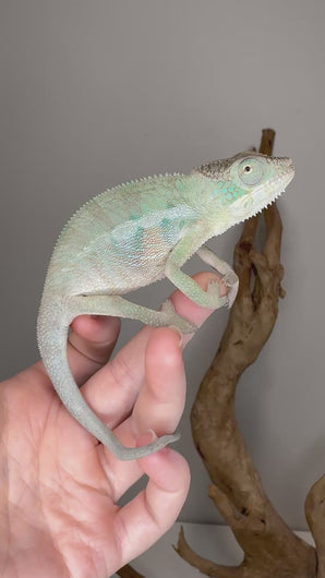 Rainbow Skittles Panther Chameleon (Aslan × Flash) showing calm behavior and vivid colors