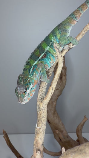 Young male Ambilobe Panther Chameleon showing slightly shy behavior, calm movements, and early developing coloration while perched in enclosure with natural, steady motion and alert eyes.