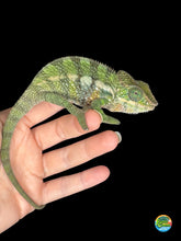 Load image into Gallery viewer, Quiet Mystery Panther Chameleon showing soft green and blue tones in a close-up portrait.
