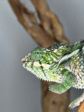 Load image into Gallery viewer, Side profile view of the Quiet Mystery chameleon displaying subtle turquoise highlights.
