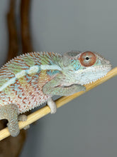 Load image into Gallery viewer, Young captive bred Ambilobe Panther Chameleon with rainbow body coloration
