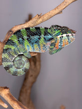 Load image into Gallery viewer, Rainbow colored young male Ambilobe Panther Chameleon
