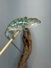 Load image into Gallery viewer, A live male panther chameleon perched on a thin stick against a plain light gray background, with a piece of driftwood behind it.
