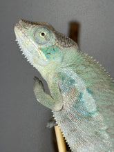 Load image into Gallery viewer, Juvenile Panther Chameleon from Aslan × Flash pairing displaying rainbow coloration
