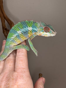 Calm Ambilobe Panther Chameleon resting on hand, showing gentle temperament
