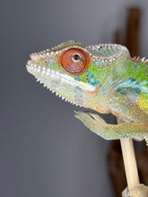 Load image into Gallery viewer, Close-up head shot showing coloration and turret details of the Rainbow Skittles juvenile
