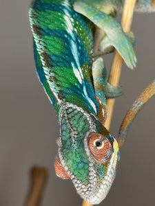 Exotic pet Rainbow Skittles Aslan x Flash Panther Chameleon with bright colors