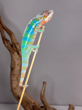 Load image into Gallery viewer, Vibrant Rainbow Skittles Panther Chameleon from Aslan x Flash perched naturally
