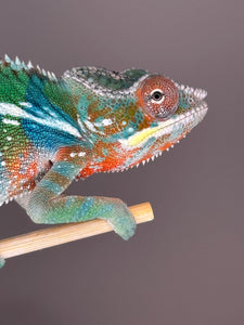 Rainbow Skittles Panther Chameleon turning head, showing dynamic multicolor markings