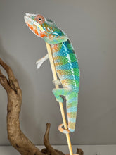 Load image into Gallery viewer, Friendly Rainbow Skittles Panther Chameleon from Aslan x Flash pairing
