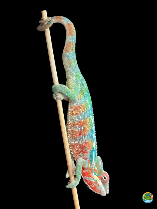 Rainbow Skittles Panther Chameleon juvenile from Aslan x Flash showing vibrant red and orange body flash