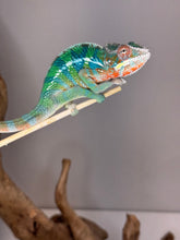 Load image into Gallery viewer, Colorful Rainbow Skittles Aslan x Flash Panther Chameleon with unique markings
