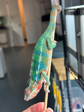 Load image into Gallery viewer, Healthy Rainbow Skittles Panther Chameleon (Aslan x Flash) showing full color palette
