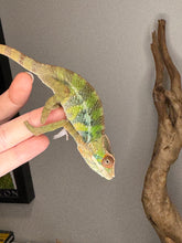 Load image into Gallery viewer, Full body shot of the juvenile Rainbow Skittles Panther Chameleon
