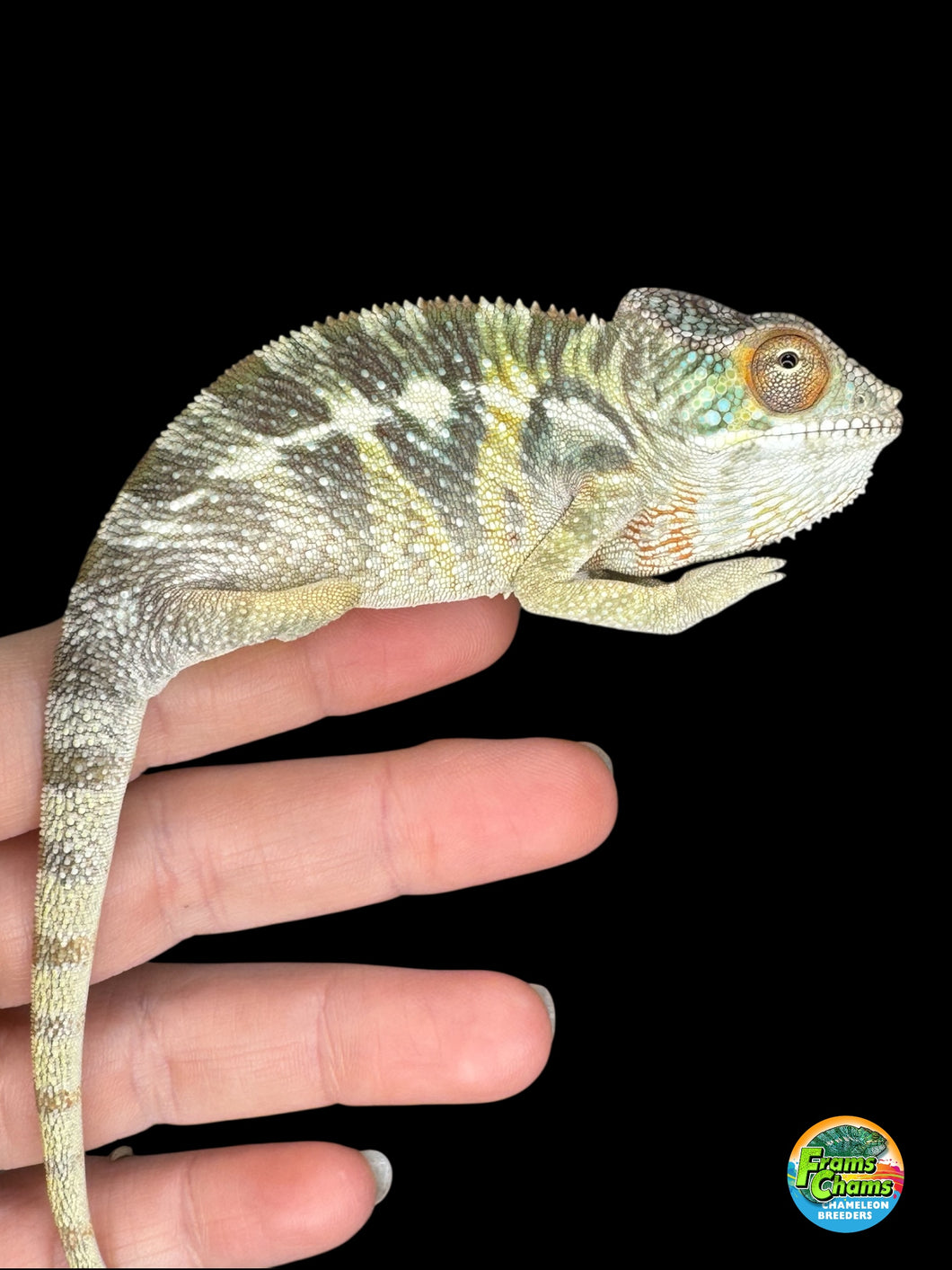 Rainbow Skittles Panther Chameleon with early yellow and orange eye turrets