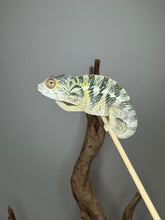 Load image into Gallery viewer, Juvenile male Panther Chameleon showing vibrant red, green, and blue colors

