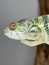 Load image into Gallery viewer, Young Rainbow Skittles Panther Chameleon perched on branch, showing bold colors
