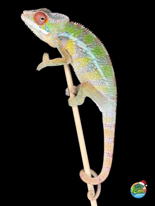 Side profile of Rainbow Skittles Panther Chameleon showing early yellow and orange eye turrets