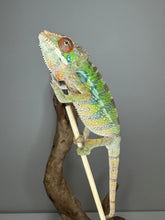 Load image into Gallery viewer, Rainbow Skittles Panther Chameleon juvenile front-view from the Aslan × Flash pairing
