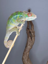 Load image into Gallery viewer, Young Rainbow Skittles Panther Chameleon displaying early rainbow color potential
