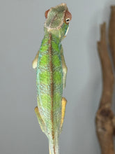 Load image into Gallery viewer, Juvenile Rainbow Skittles Panther Chameleon shown in a naturalistic enclosure
