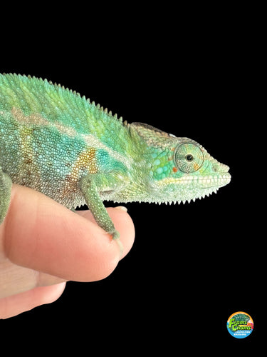 Rainbow Skittles Panther Chameleon showing vivid reds, oranges, and blues