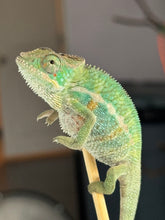 Load image into Gallery viewer, Juvenile Panther Chameleon from Aslan × Flash pairing displaying rainbow coloration
