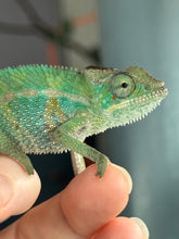 Load image into Gallery viewer, Close-up of colorful Rainbow Skittles Panther Chameleon perched on branch
