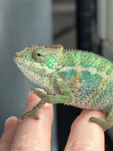 Load image into Gallery viewer, Healthy juvenile Panther Chameleon from FramsChams with bright coloration
