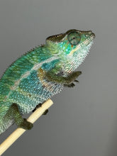 Load image into Gallery viewer, Sire Aslan and dam Flash lineage reference for Rainbow Skittles Panther Chameleon
