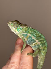 Load image into Gallery viewer, Vibrant juvenile panther chameleon exploring a branch, showing rainbow hues
