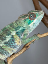 Load image into Gallery viewer, Close-up of chameleon’s eye and head, showing intricate red, green, and yellow patterns.
