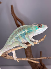 Load image into Gallery viewer, Rainbow Skittles Panther Chameleon displaying a mix of all its bright colors in natural light.
