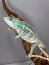 Load image into Gallery viewer, Bold yellow and blue markings visible on the Rainbow Skittles chameleon.
