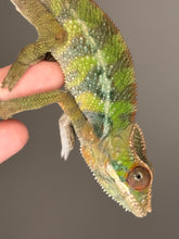 Load image into Gallery viewer, Detailed color shot highlighting early blues, yellows, and oranges
