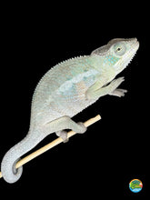 Load image into Gallery viewer, Calm Rainbow Skittles Panther Chameleon showing vivid reds, oranges, and blues
