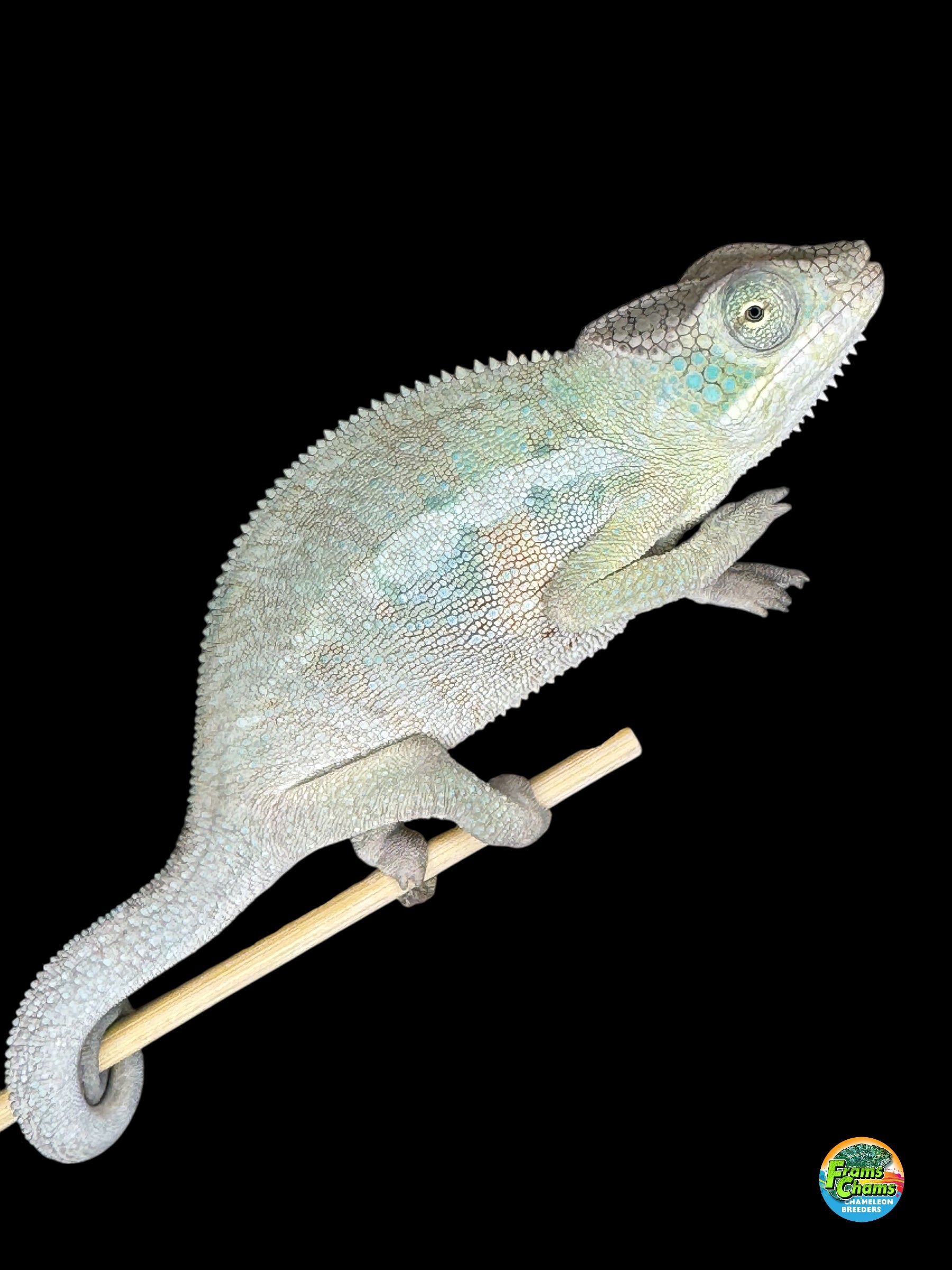 Rainbow Skittles Panther Chameleon for Sale | Calm Juvenile