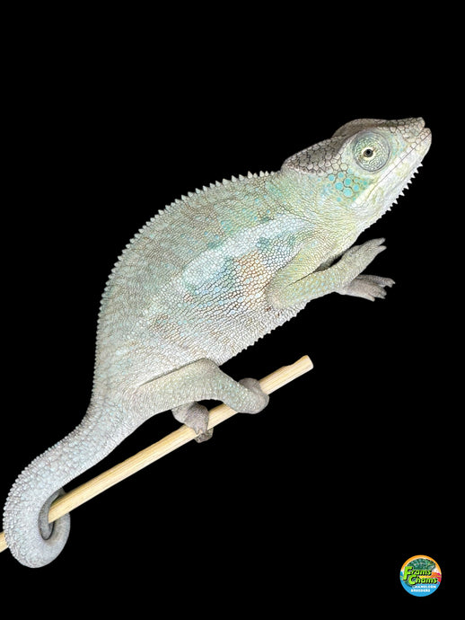 Calm Rainbow Skittles Panther Chameleon showing vivid reds, oranges, and blues