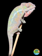 Load image into Gallery viewer, Young male Panther Chameleon with developing rainbow colors
