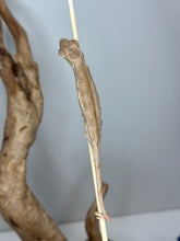 Load image into Gallery viewer, The back of a juvenile female panther chameleon on a stick
