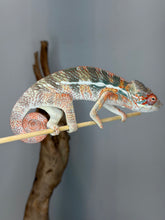 Load image into Gallery viewer, Rare young Panther Chameleon perched on a branch.
