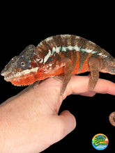Load image into Gallery viewer, Male red Ambanja Panther Chameleon displaying vibrant turquoise bars from European bloodlines
