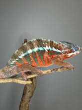 Load image into Gallery viewer, Side profile of a young male Ambanja Panther Chameleon with red coloration and turquoise barring
