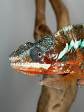Load image into Gallery viewer, Male Ambanja Panther Chameleon displaying vibrant red coloration with bold turquoise bars from European bloodlines
