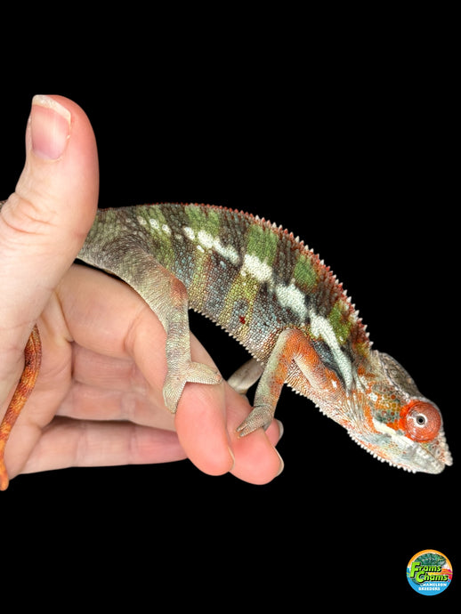 Red Ambilobe Panther Chameleon showing bold red tones from Flash Jr. x Aslan bloodline