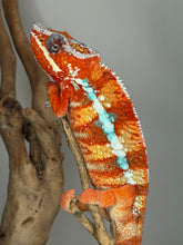 Load image into Gallery viewer, Side profile of male Ambilobe Panther Chameleon with vivid red coloration and bold blue bars
