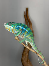 Load image into Gallery viewer, Captive-bred male Ambilobe Panther Chameleon displaying vivid red, blue, and turquoise colors from premium bloodlines.
